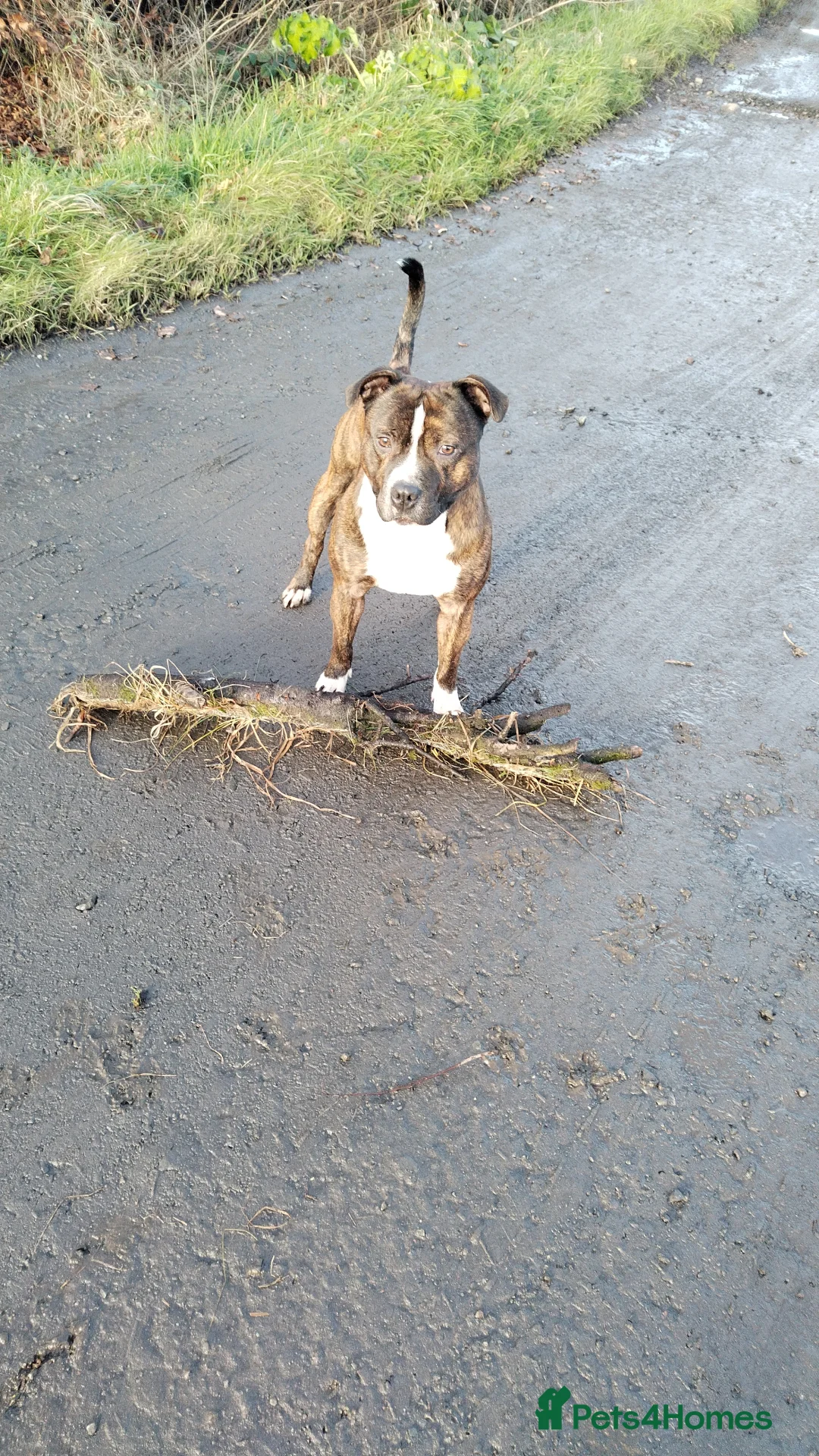 Staffordshire Bull Terrier dogs for sale: Male Staffie  - Advert 3