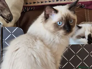 Ragdoll cats Last Two Boys, Full Vaccines, Microchip, Insured - Advert 5