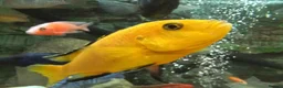 Cichlids fish for sale: African cichlids - Advert 8