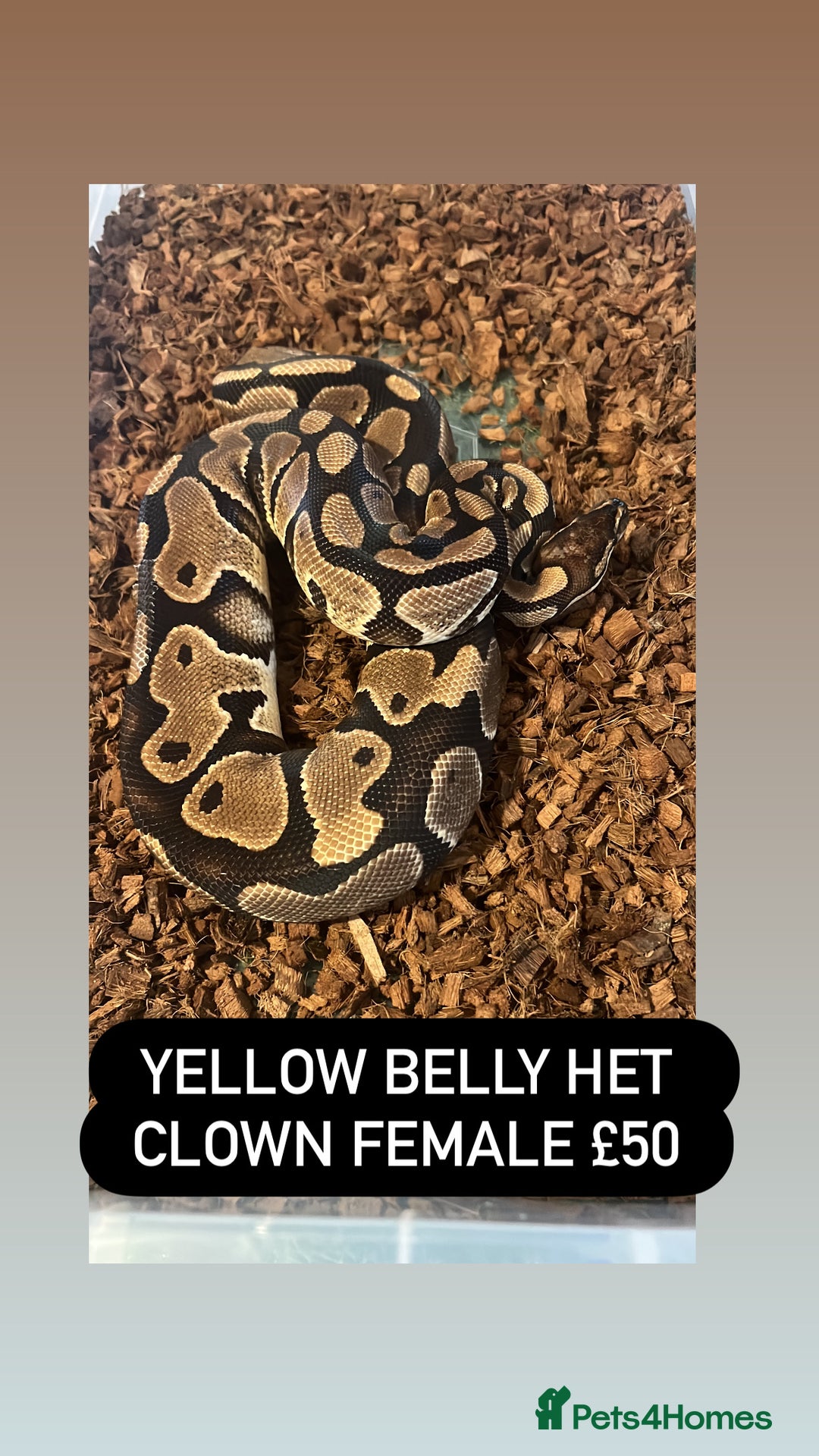 Python Snake reptiles for sale: Ball pythons for sale - Advert 7