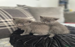 Russian Blue cats for sale: Russian X blue kittens  - Image 4