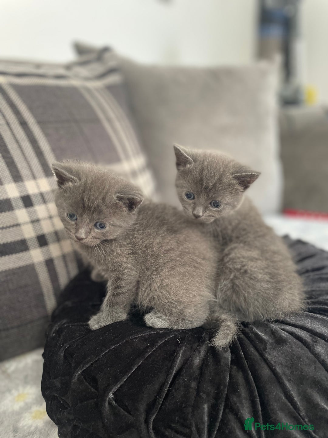 Russian Blue cats for sale: Russian X blue kittens  - Image 4