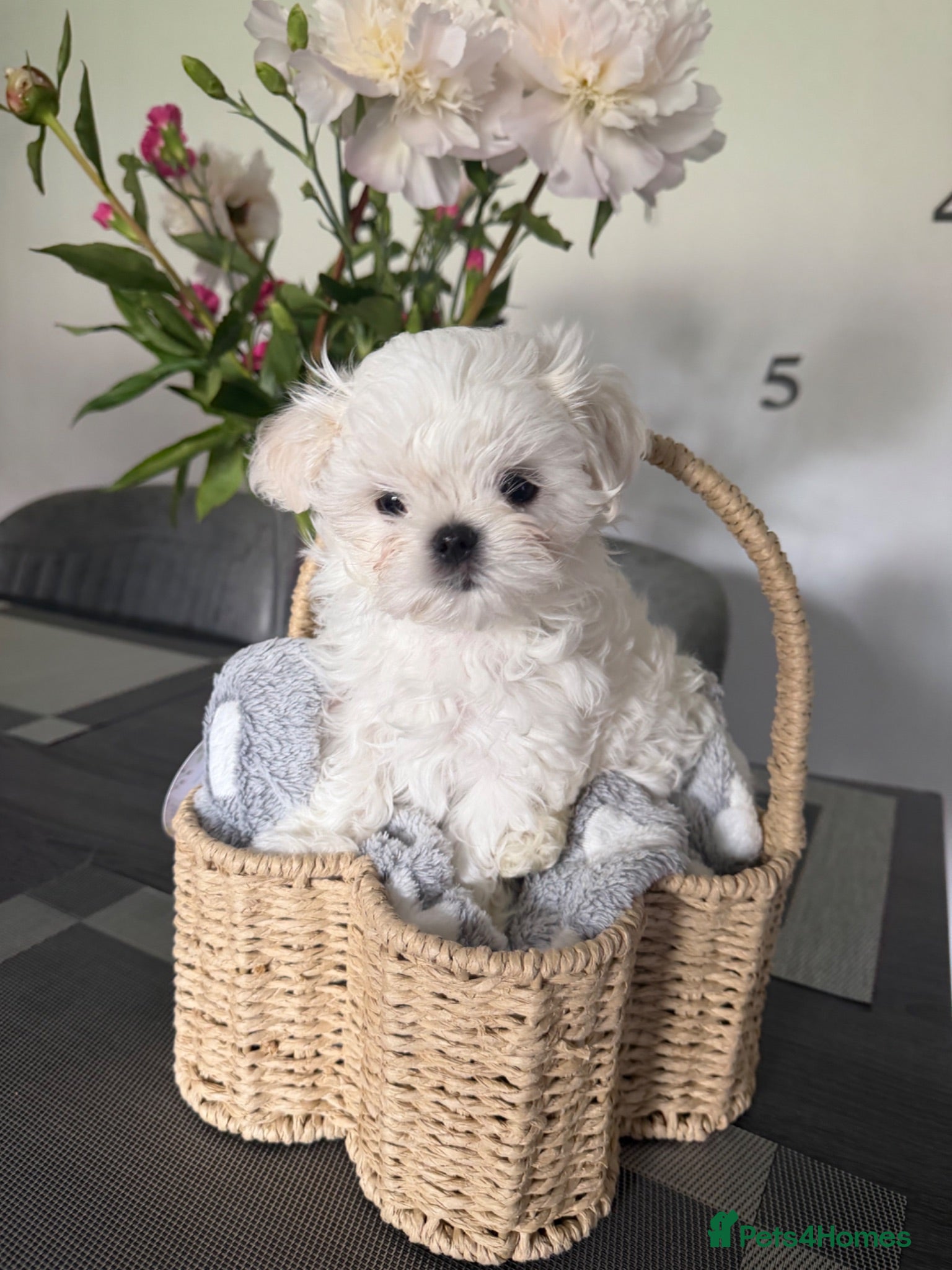 Maltese dogs Tiny KC Korean Maltese Boy🩵 - Advert 9