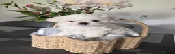 Maltese dogs for sale: Tiny KC Korean Maltese Puppies🩷🩵 - Advert 7