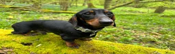 Miniature Dachshund dogs for stud: *STUD* champion lines Black & Tan mini dachshund  - Advert 21