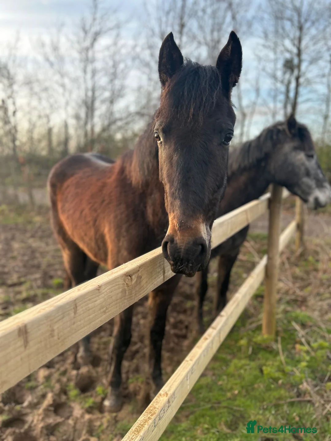 Connemara horses for sale: Connemara x ISH 3 year gelding  - Advert 2