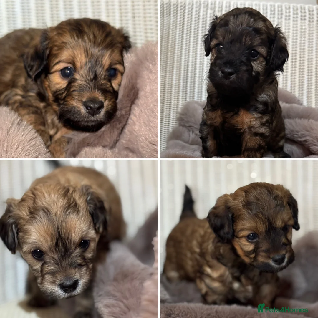 Maltipoo dogs for sale: Maltipoo puppy - Advert 11