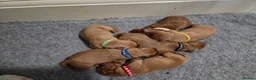Labrador Retriever dogs for sale: **2 BOYS LEFT** Dark Fox Red Labrador Puppies - Advert 11