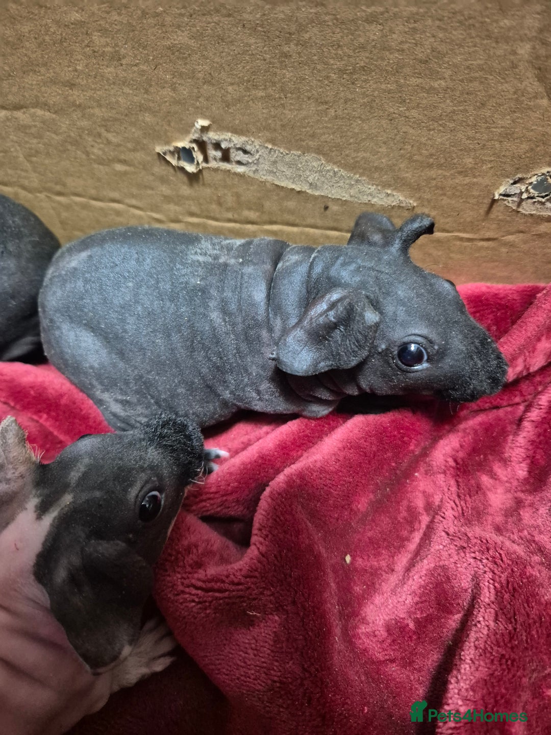 Guinea Pig rodents for sale: Baby Male Skinny Pigs For Sale  - Advert 8