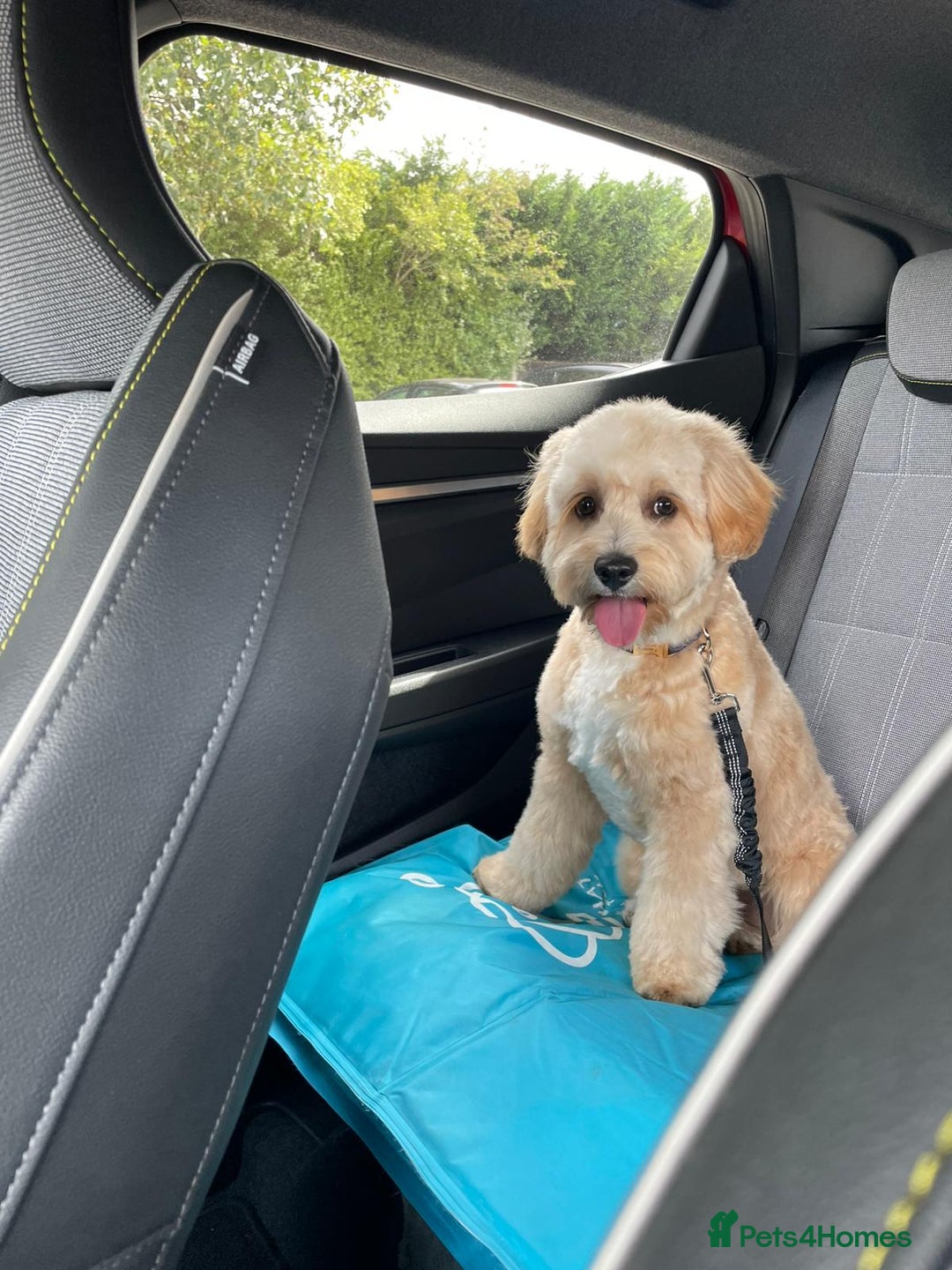 Cavapoo dogs for sale: 8 month old Cavapoo F1 - Image 4