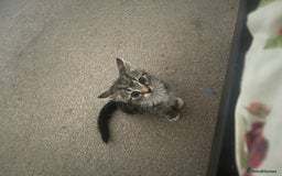 Mixed Breed cats for sale: COMES WITH ESSENTIALS .male kitten 4 months  - Image 3