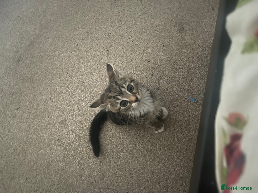 Mixed Breed cats for sale: COMES WITH ESSENTIALS .male kitten 4 months  - Image 3