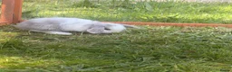 Mini Lop rabbits for sale: Mini lop bunnies  in Plymouth - Advert 2