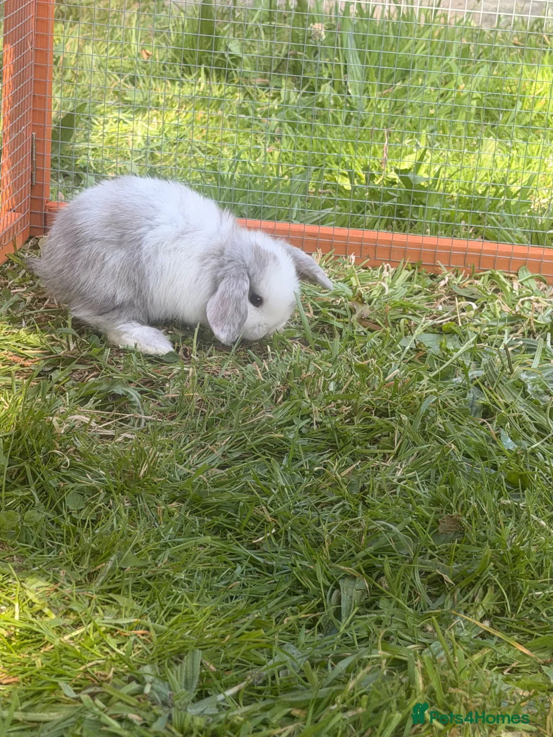 Mini Lop rabbits for sale: Mini lop bunnies  in Plymouth - Advert 2