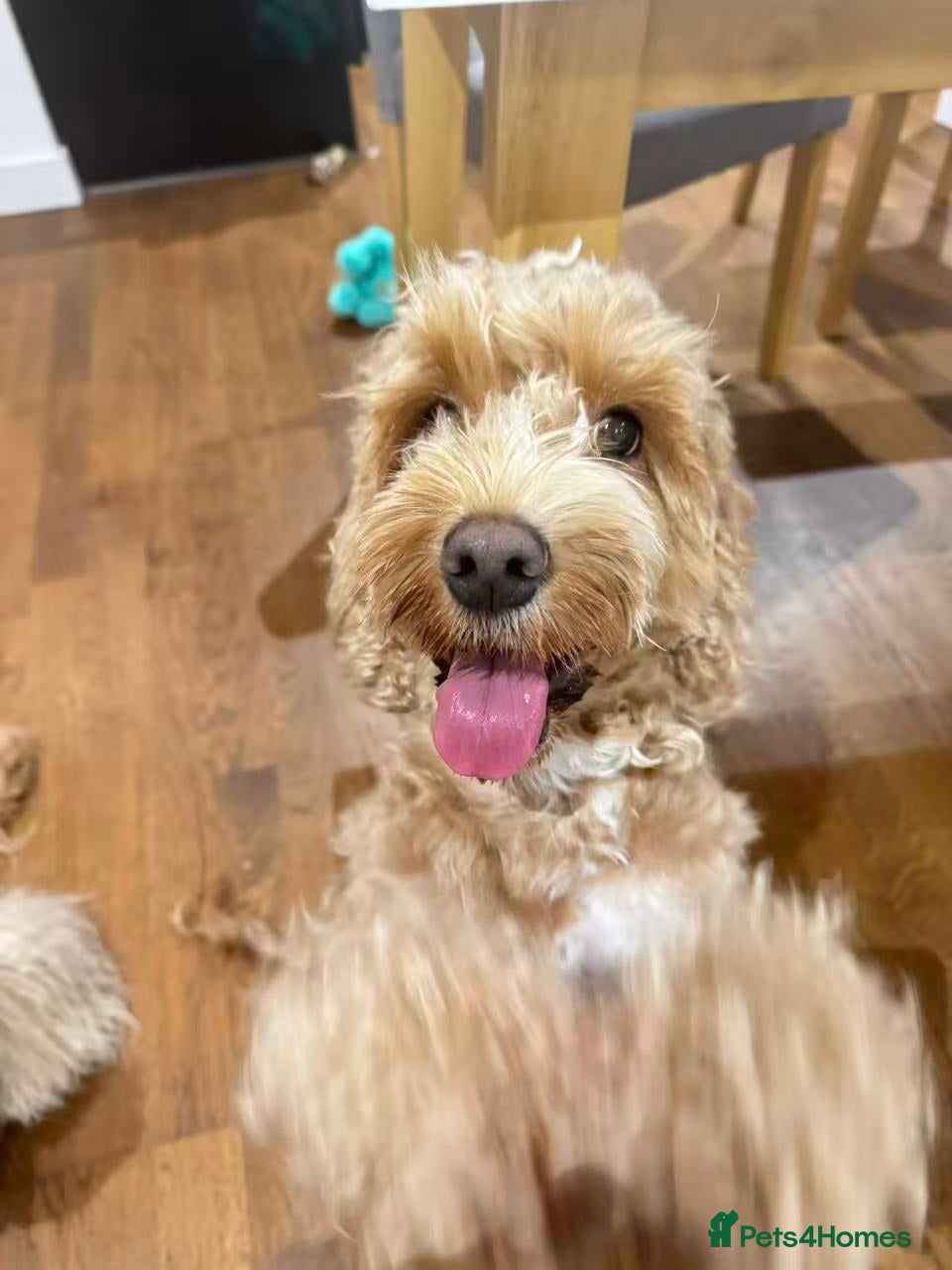 Cockapoo dogs Beautiful Cockapoo Puppies – 6 Boys & 2 Girls - Advert 5