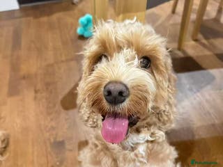 Cockapoo dogs Beautiful Cockapoo Puppies – 6 Boys & 2 Girls - Advert 16