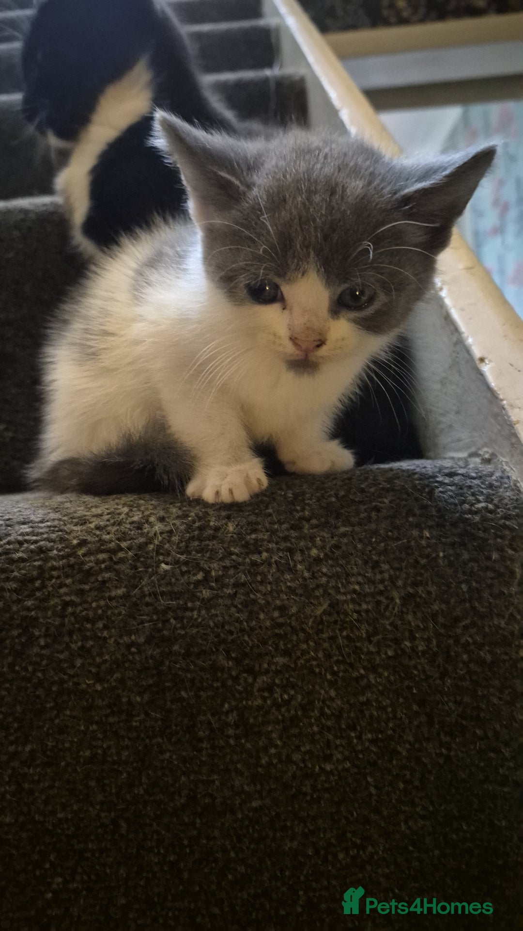 Mixed Breed cats for sale: Adorable grey and white mixed litter - Advert 4