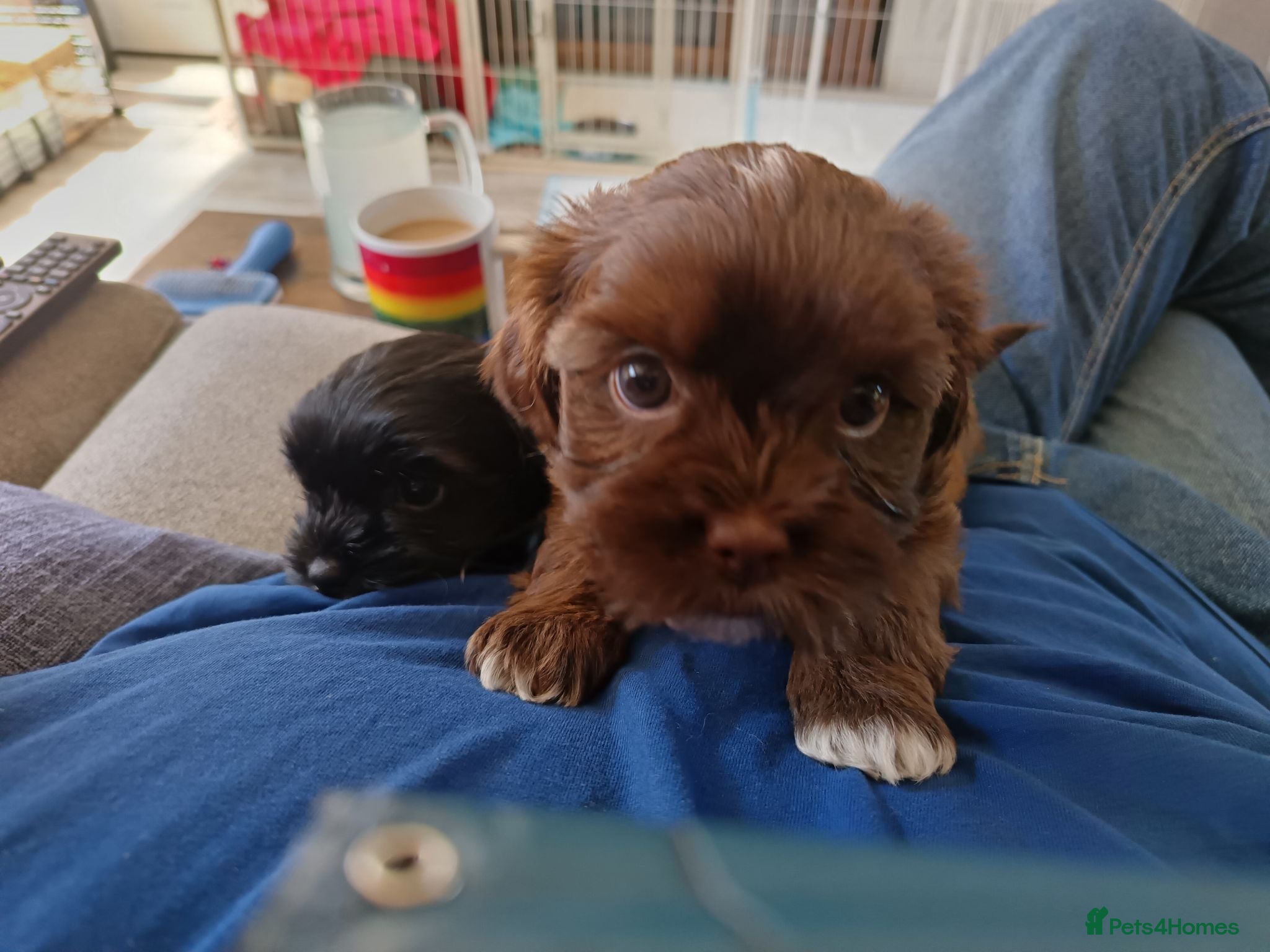 Mixed Breed dogs Beautiful Unique little puppies  - Advert 17