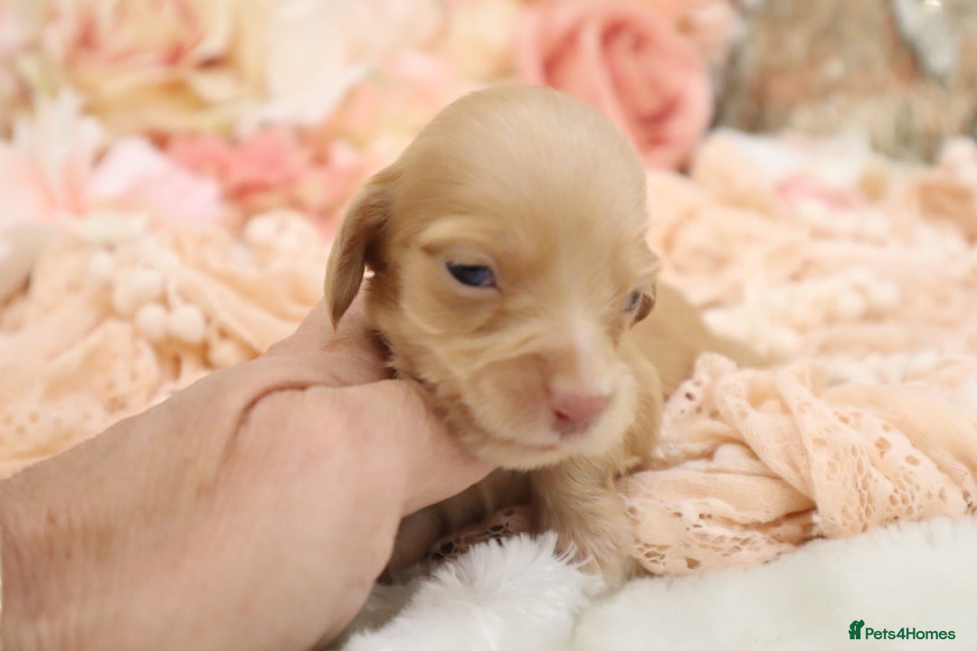 Miniature Dachshund dogs for sale: KC Longhair Miniature Dachshund Puppies - Image 16