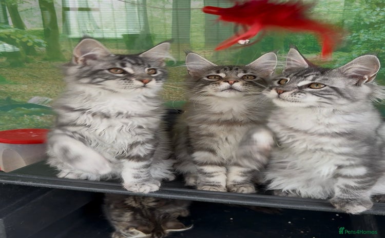 Maine Coon cats - Advert 8