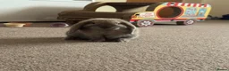 Mini Lop rabbits for sale: Mini lop  in Southampton - Advert 3