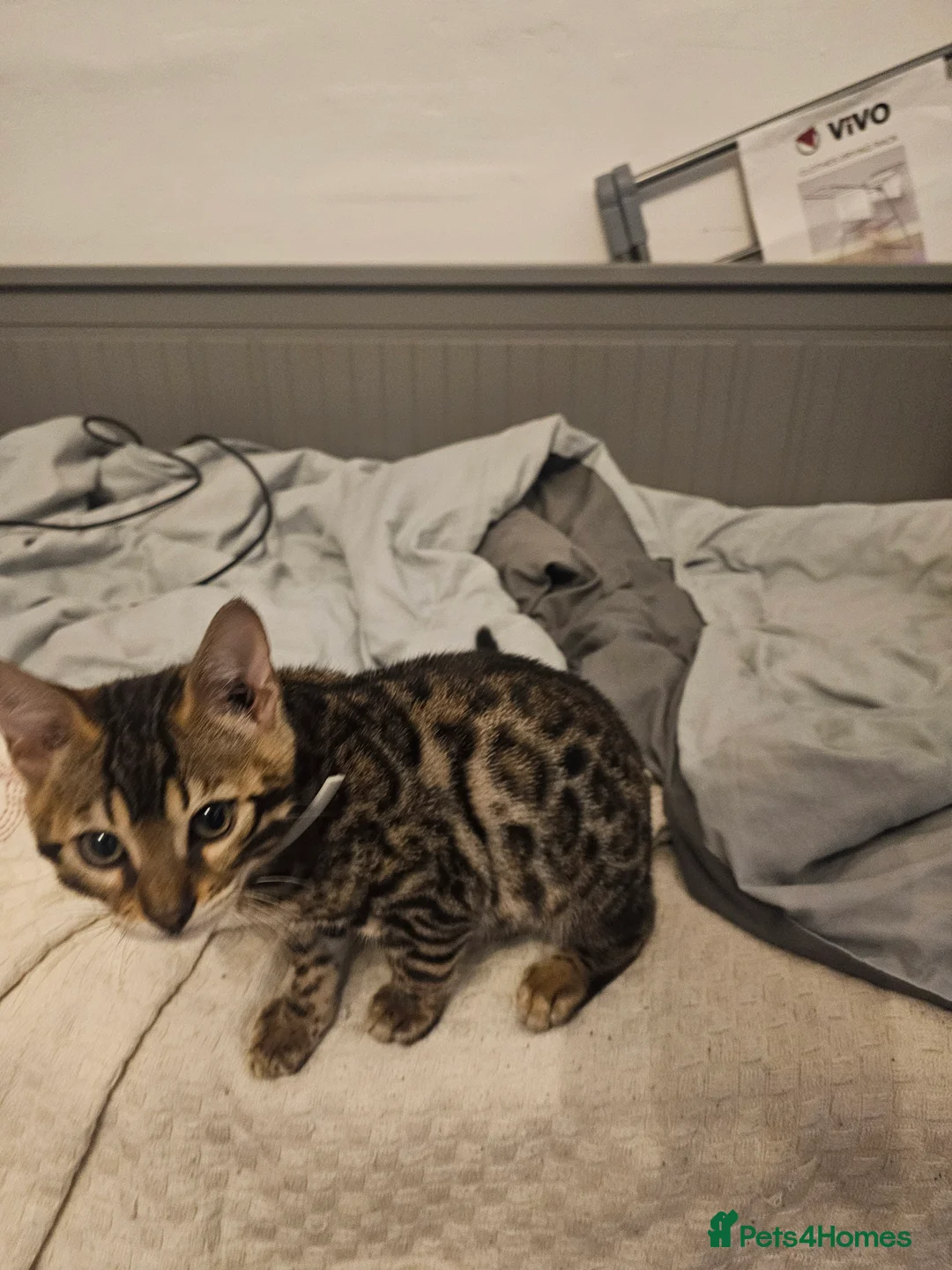 Bengal cats for sale: Bengal in London - Advert 1