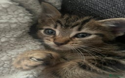 Mixed Breed cats for sale: Beautiful bengal cross kittens  - Image 3