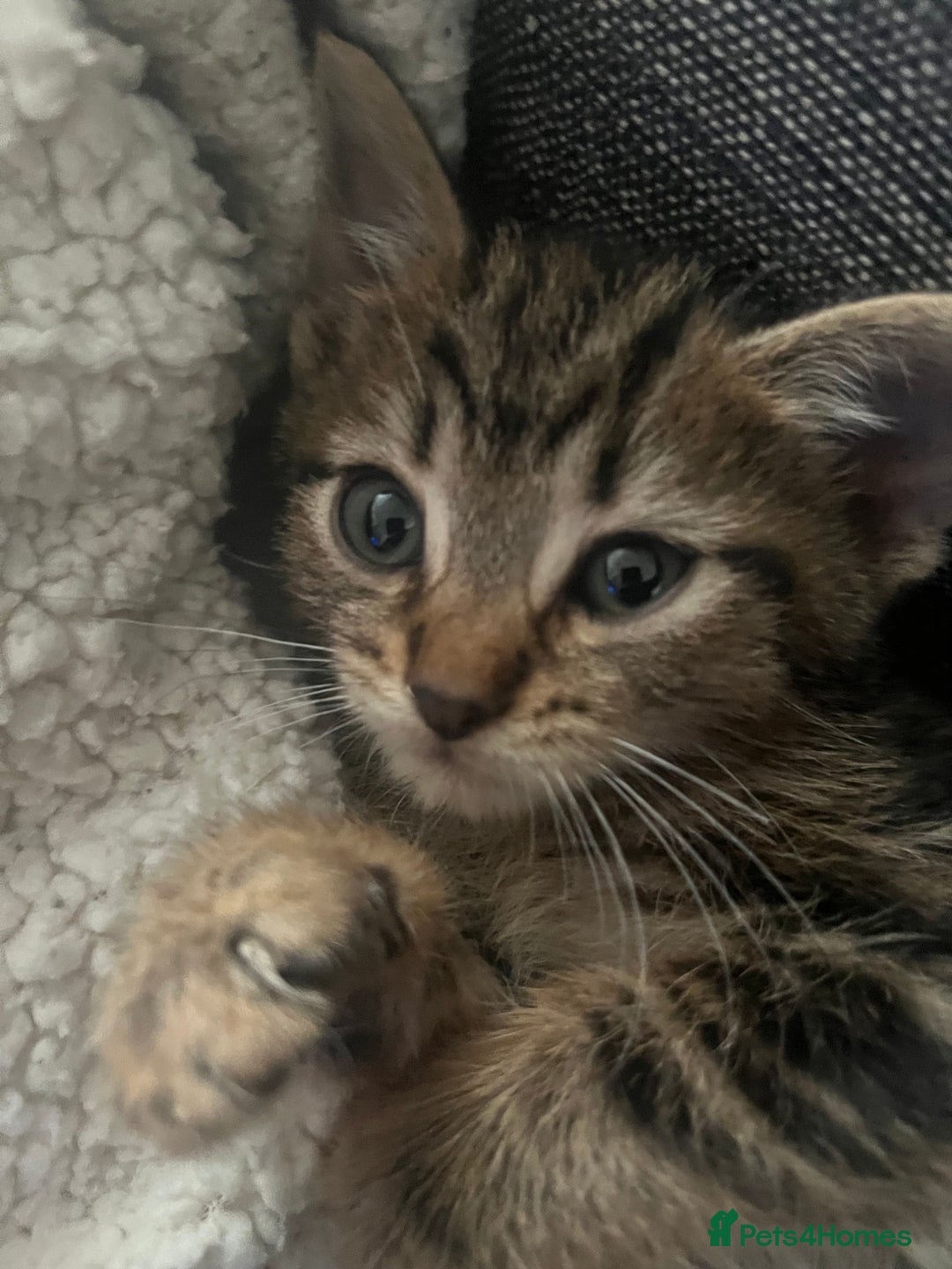 Mixed Breed cats for sale: Beautiful bengal cross kittens  - Image 3