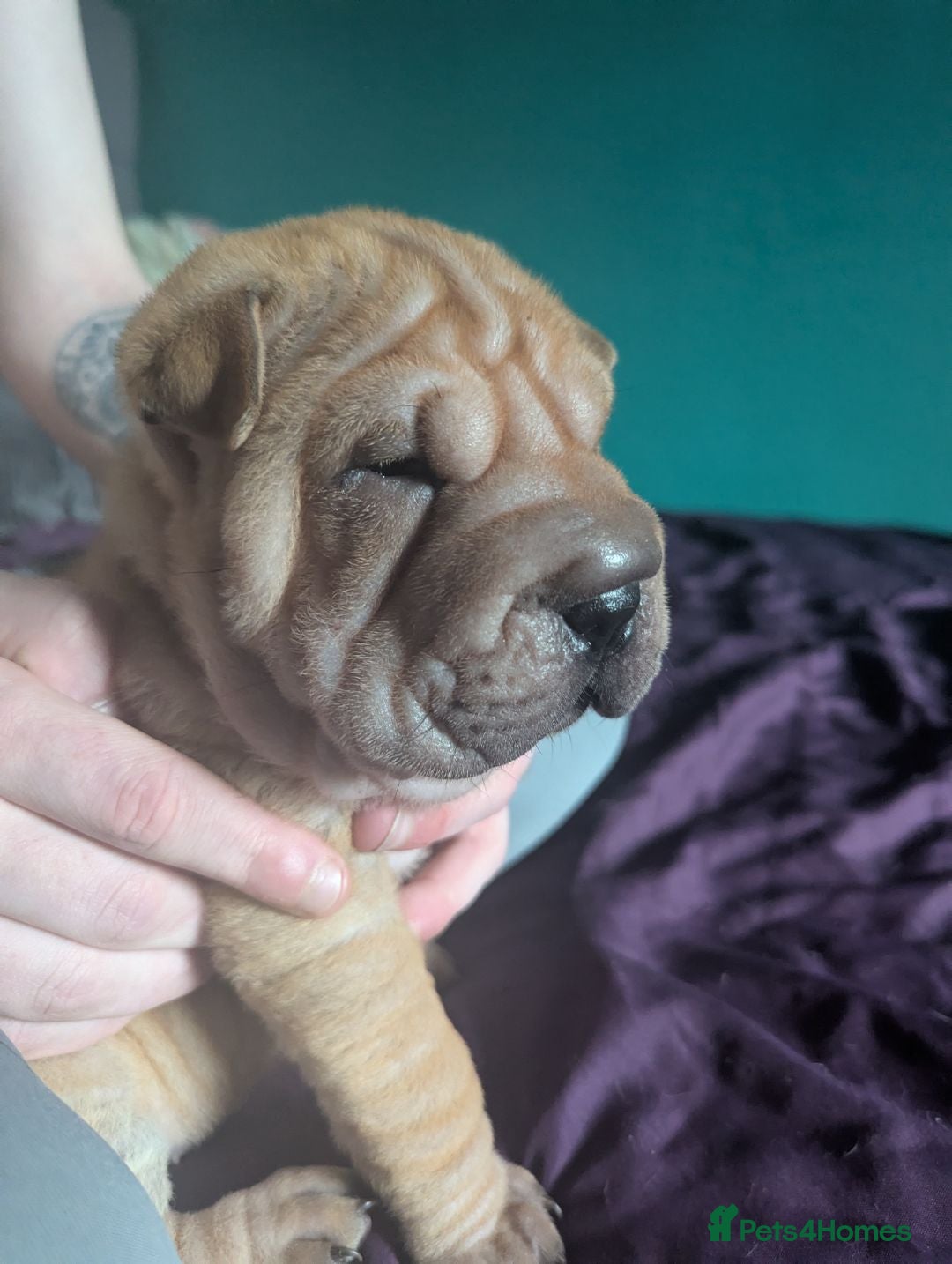 Shar Pei dogs for sale: One stunning female shar-pei left. - Image 2