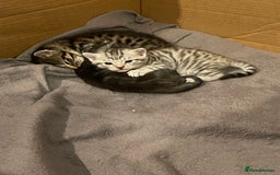 Bengal cats for sale: 🐾 Beautiful Bengal Kittens 🐾 - Image 7