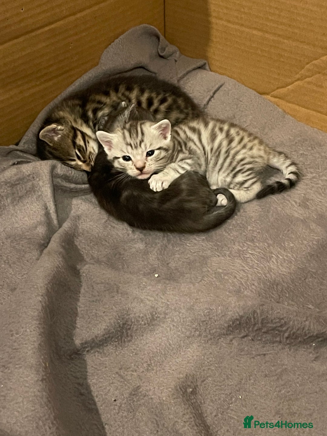 Bengal cats for sale: 🐾 Beautiful Bengal Kittens 🐾 - Image 7