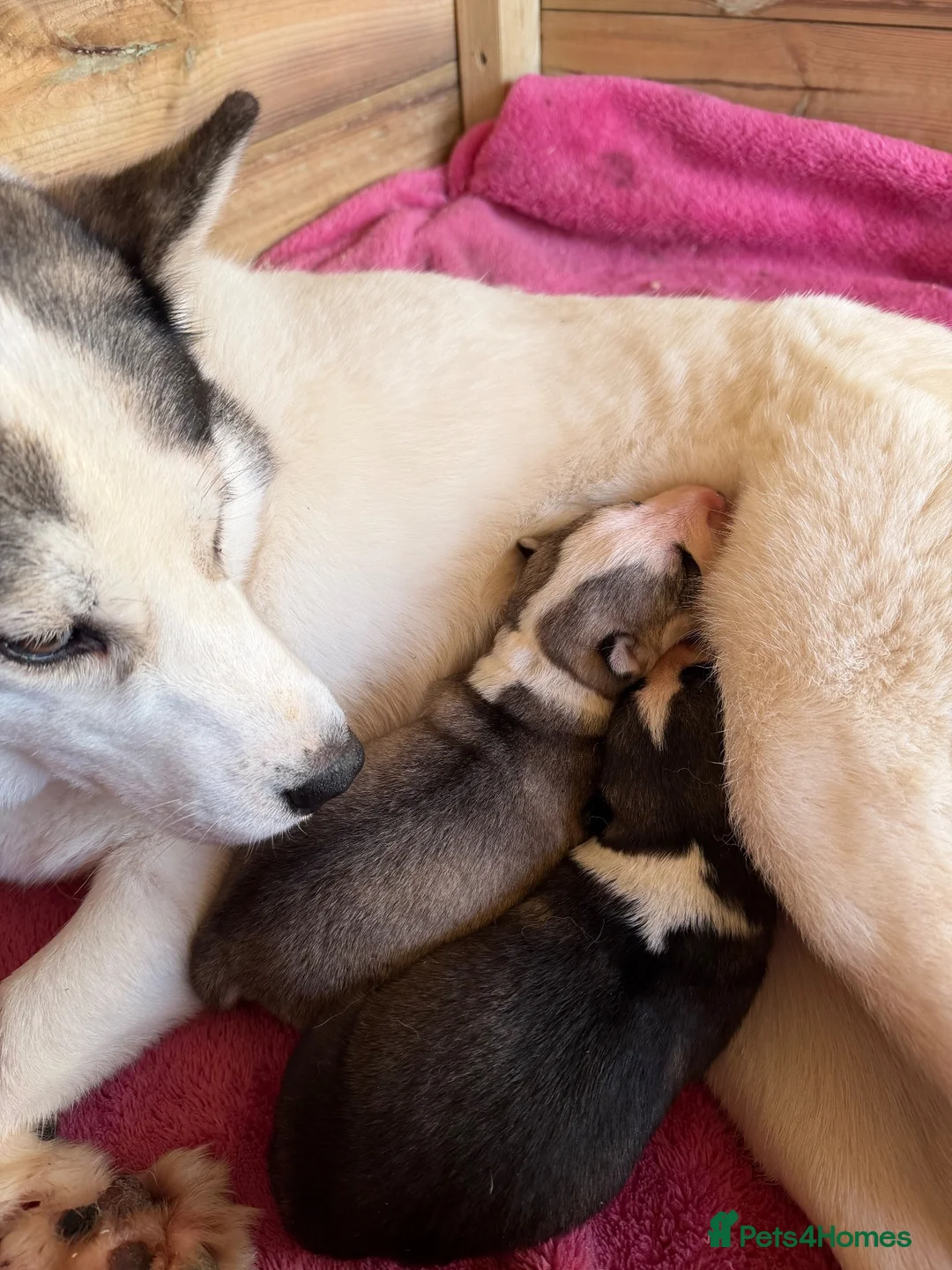 Siberian Husky dogs for sale: Amazing Pure Siberian Husky Puppies - Advert 2