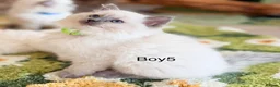 Ragdoll cats for sale: Stunning Champion bloodline TICA Ragdoll kittens - Advert 14