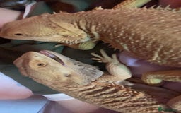 Bearded Dragon reptiles for sale: two bearded dragons for sale  - Image 3
