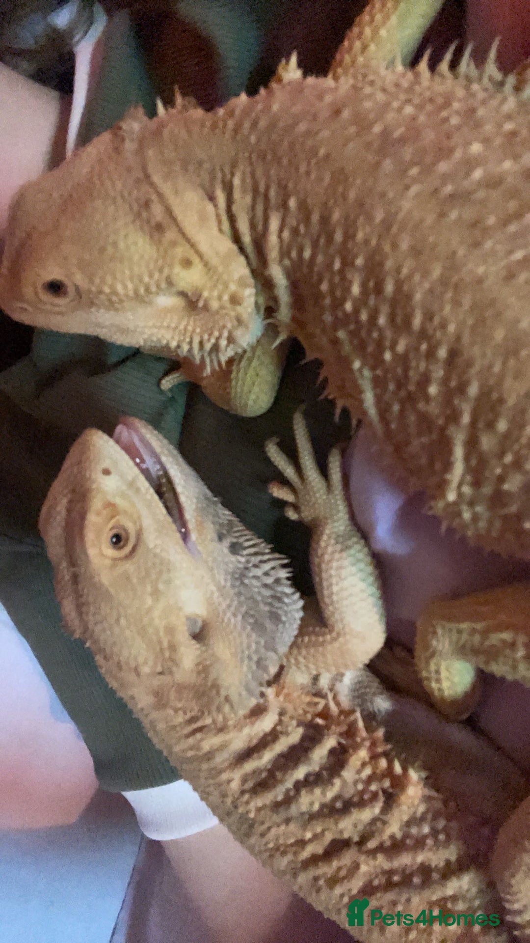 Bearded Dragon reptiles for sale: two bearded dragons for sale  - Image 3