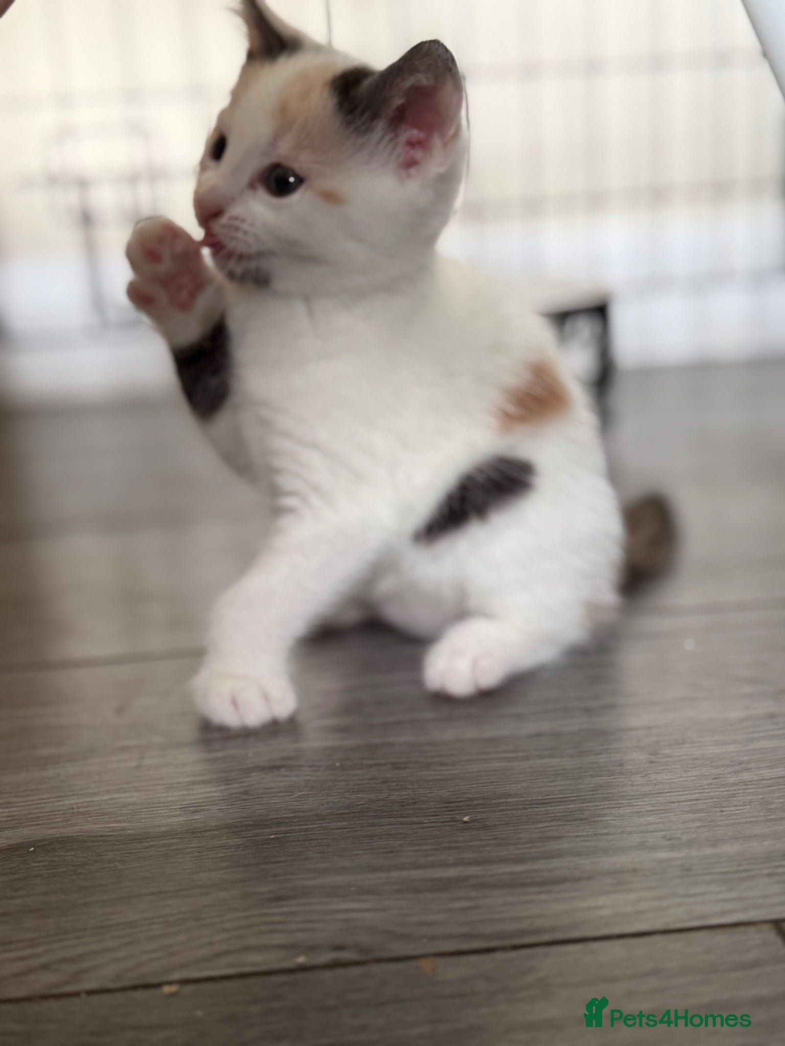 Mixed Breed cats Beautiful kittens  - Advert 4