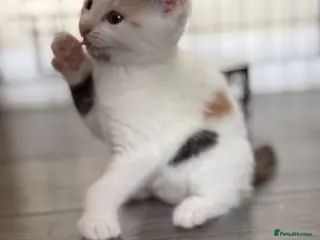 Mixed Breed cats Beautiful kittens - Advert 4