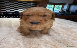 Golden Retriever dogs for sale: Outstanding Rich Red Golden Retrievers  - Image 7