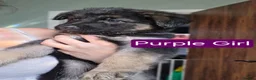 German Shepherd dogs for sale: German Shepherd puppy's  - Advert 10