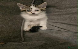 Brazilian Shorthair cats for sale: Beautiful kittens bsh - Image 4