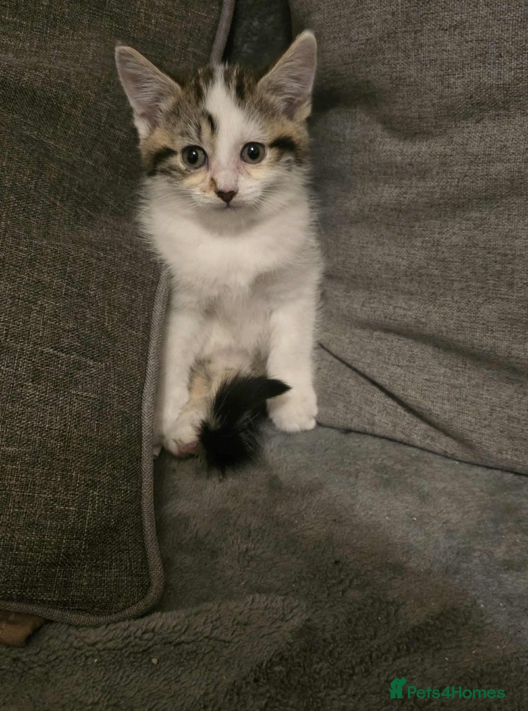 Brazilian Shorthair cats for sale: Beautiful kittens bsh - Image 4