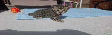 Bengal 5