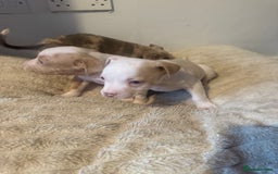 Mixed Breed dogs for sale: 7 Gorgeous Lurcher x Pocket Bully Pups  - Advert 8