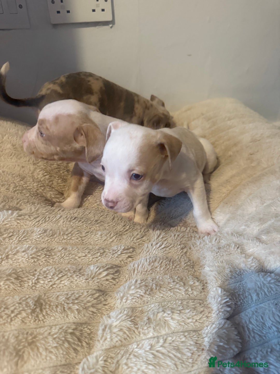Mixed Breed dogs for sale: 7 Gorgeous Lurcher x Pocket Bully Pups  - Advert 8
