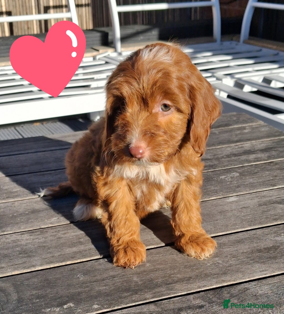 Cockapoo dogs for sale: ** LAST ADORABLE CURLY BLACK & WHITE COCKAPOOS **  - Advert 39