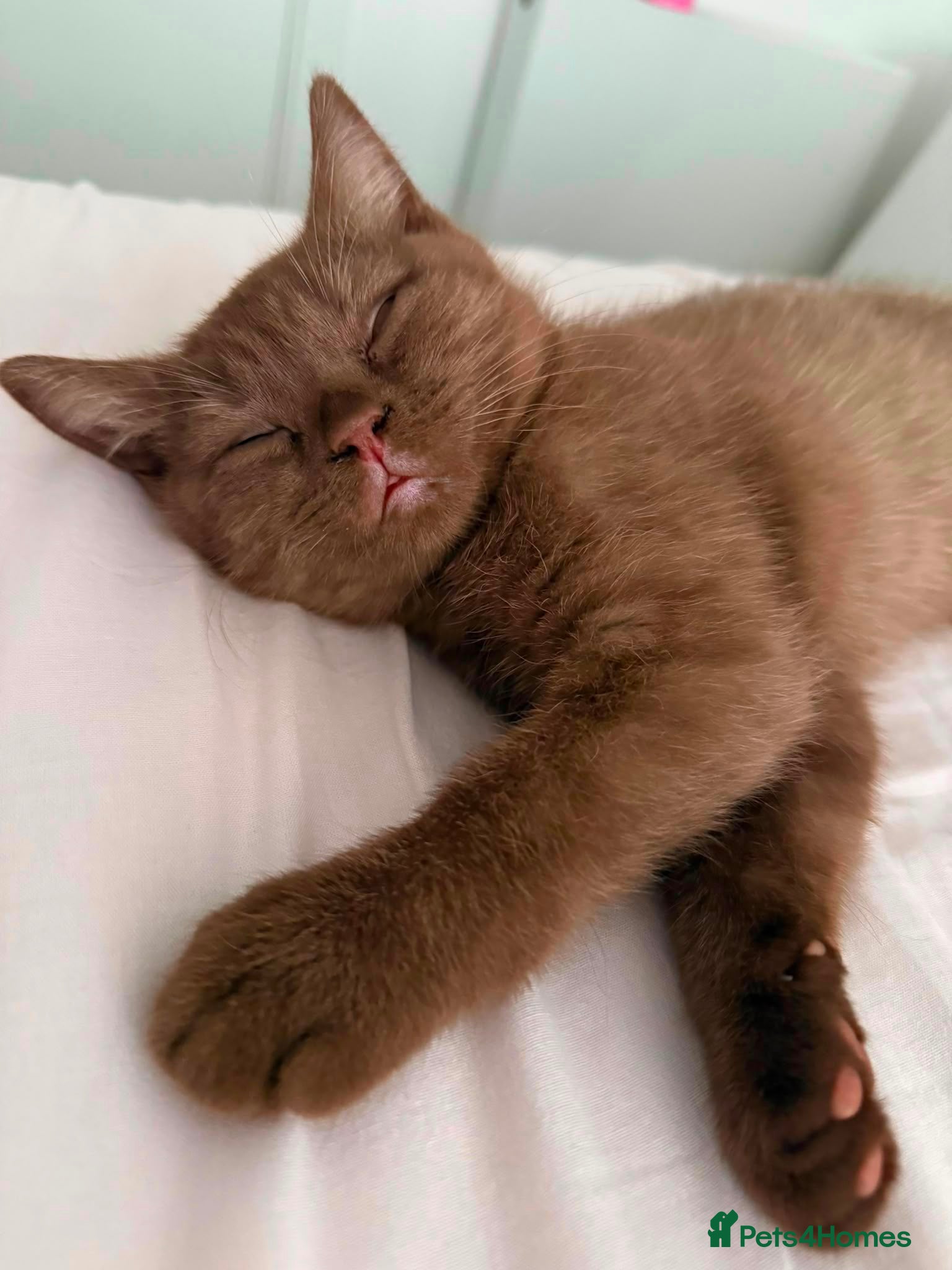 British Shorthair cats Beautiful Chocolate British Shorthair Kitten – Boy - Advert 14