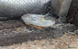 Ducks poultry for sale: Pure call ducks looking for a new pond.  - Image 12
