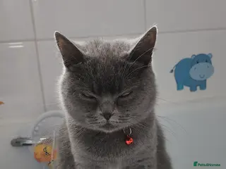 British Shorthair cats Lovely bsh looking for her forever home - Advert 3