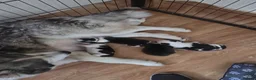 Siberian Husky dogs for sale: SIBERIAN HUSKY PUPS, 4 GIRLS, 1 BOY  - Advert 3
