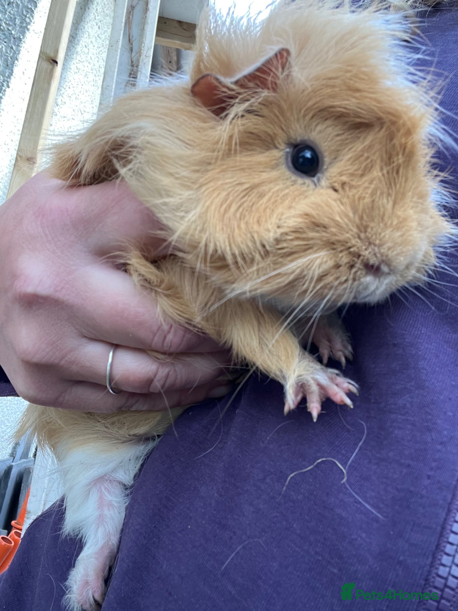 Guinea Pig rodents for sale: Guinea pigs for sale  in Lancaster - Advert 2